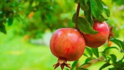 娛樂(lè )吃瓜醬買(mǎi)石榴,石榴盛宴，甜蜜來(lái)襲！