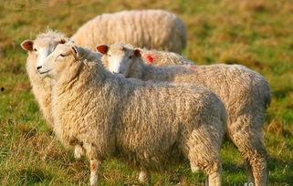 吃瓜娛樂(lè )醬羊羊,吃瓜娛樂(lè )界的甜蜜小能手