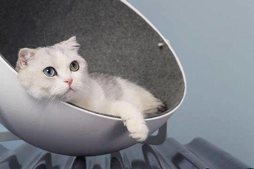 娛樂(lè )吃瓜醬改造貓窩,萌寵新居，趣味升級！