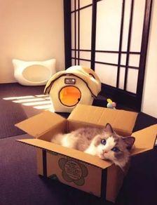 娛樂(lè )吃瓜醬改造貓窩,萌寵新居，趣味升級！