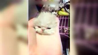 呆妹娛樂(lè )吃瓜視頻大全免費觀(guān)看,免費暢享吃瓜盛宴，笑料橫生視頻大全