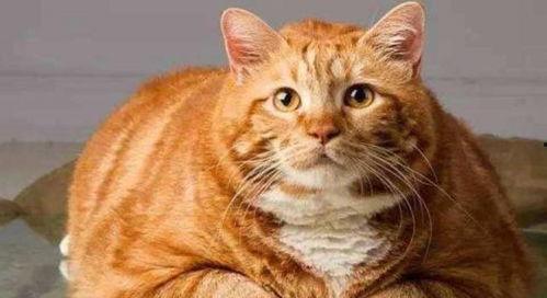 娛樂(lè )吃瓜醬橘貓,娛樂(lè )界的“喵星人”