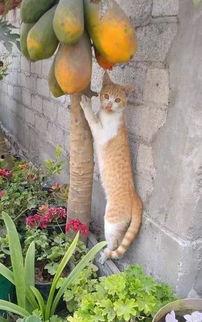 娛樂(lè )吃瓜醬橘貓,娛樂(lè )界的“喵星人”