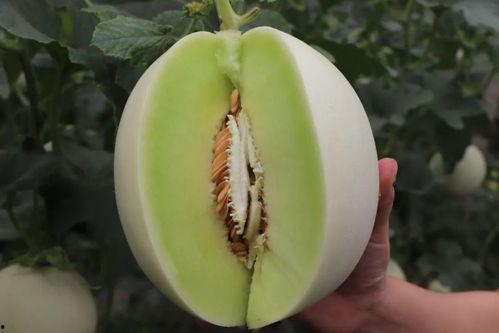 娛樂(lè )吃瓜菌人人有苦衷,人人有苦衷，吃瓜菌帶你探秘幕后真相