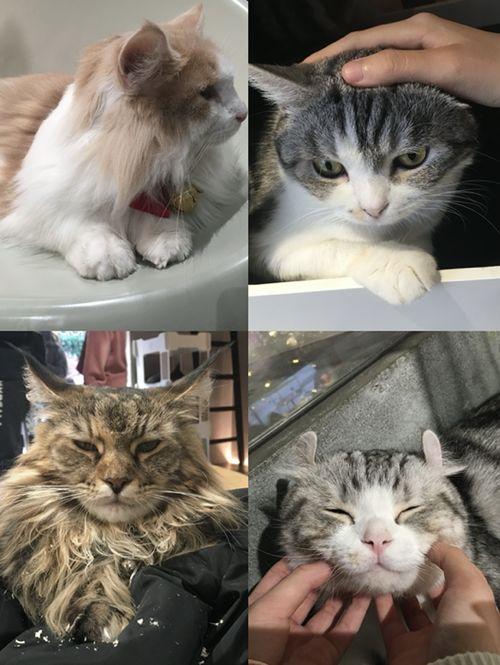 娛樂(lè )吃瓜醬貓咖,貓咪與娛樂(lè )的完美融合