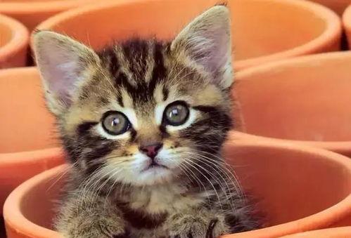 娛樂(lè )吃瓜醬貓咖,貓咪與娛樂(lè )的完美融合