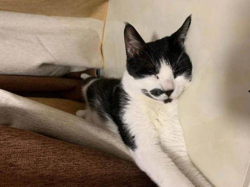 娛樂(lè )吃瓜醬男朋友不如貓,揭秘娛樂(lè )圈中的“喵星人”魅力