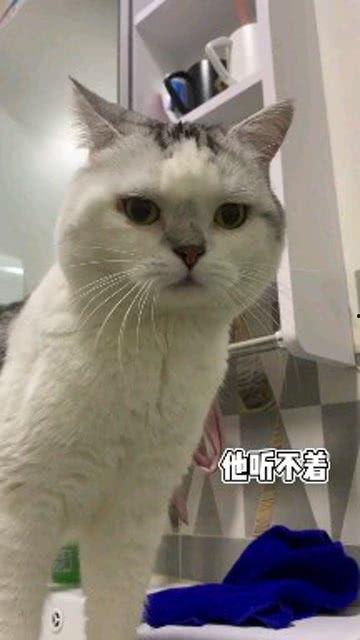 娛樂(lè )吃瓜醬男朋友不如貓,揭秘娛樂(lè )圈中的“喵星人”魅力