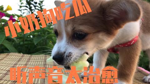 娛樂(lè )吃瓜醬送小狗視頻下載,萌寵來(lái)襲，溫馨瞬間盡收眼底