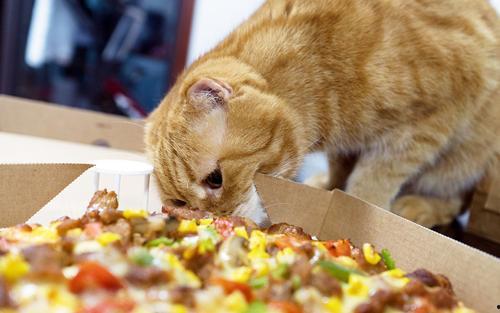 貓貓永不為奴娛樂(lè )吃瓜醬,揭秘娛樂(lè )圈幕后趣聞