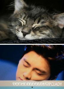 娛樂(lè )圈貓貓吃瓜圖片,萌態(tài)十足揭秘明星幕后趣聞