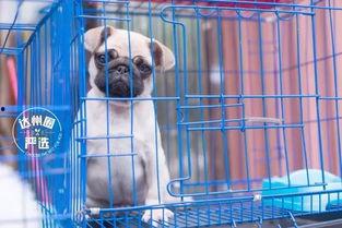 娛樂(lè )吃瓜寵物推薦,盤(pán)點(diǎn)那些愛(ài)看熱鬧的萌寵