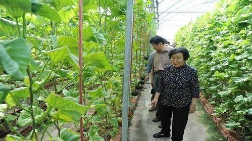 娛樂(lè )吃瓜蜀黍廣告語(yǔ)是什么,揭秘娛樂(lè )圈那些事兒