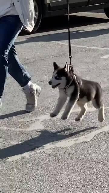 傻狗的日常娛樂(lè )吃瓜君,吃瓜君帶你領(lǐng)略?shī)蕵?lè )圈的歡樂(lè )瞬間