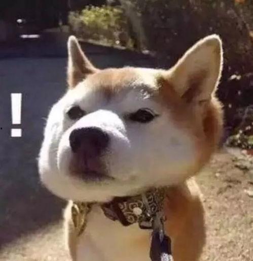 傻狗的日常娛樂(lè )吃瓜君,吃瓜君帶你領(lǐng)略?shī)蕵?lè )圈的歡樂(lè )瞬間