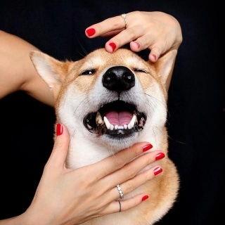 傻狗的日常娛樂(lè )吃瓜君,吃瓜君帶你領(lǐng)略?shī)蕵?lè )圈的歡樂(lè )瞬間