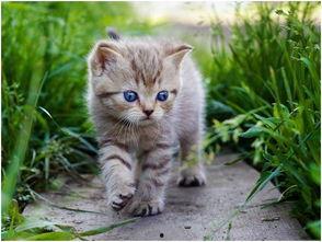 娛樂(lè )吃瓜醬旅館貓咪,揭秘娛樂(lè )吃瓜醬旅館的喵星人生活