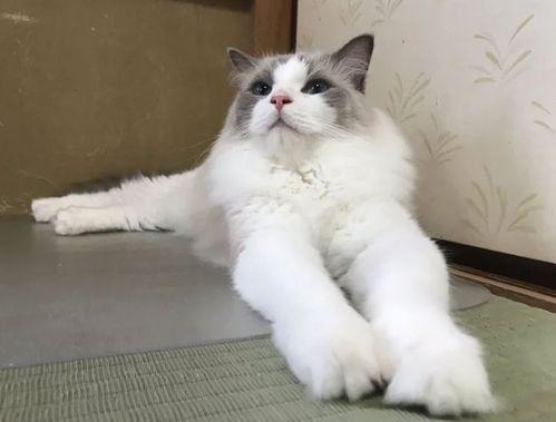 娛樂(lè )吃瓜醬旅館貓咪,揭秘娛樂(lè )吃瓜醬旅館的喵星人生活