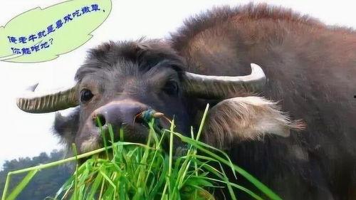 娛樂(lè )吃瓜醬牛,揭秘娛樂(lè )圈那些不為人知的幕后故事