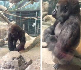 娛樂(lè )吃瓜醬動(dòng)物園大猩猩,動(dòng)物園大猩猩的趣味日常