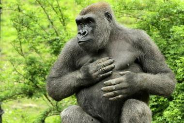 娛樂(lè )吃瓜醬動(dòng)物園大猩猩,動(dòng)物園大猩猩的趣味日常