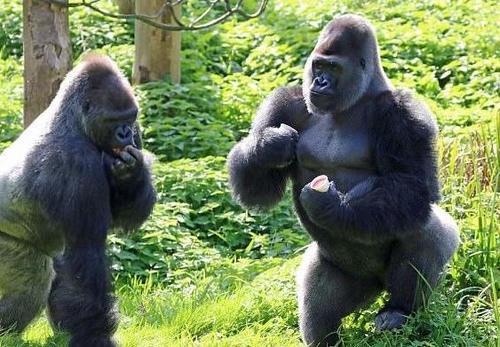娛樂(lè )吃瓜醬動(dòng)物園大猩猩,動(dòng)物園大猩猩的趣味日常