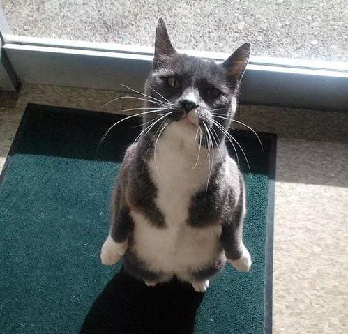 娛樂(lè )圈吃瓜貓,揭秘吃瓜貓背后的娛樂(lè )真相