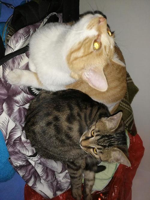 娛樂(lè )圈吃瓜貓,揭秘吃瓜貓背后的娛樂(lè )真相