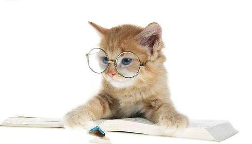 娛樂(lè )吃瓜君小貓咪,揭秘娛樂(lè )圈那些不為人知的幕后故事