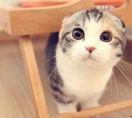 折耳貓娛樂(lè )吃瓜,揭秘娛樂(lè )圈吃瓜背后的真相與趣味