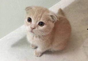 折耳貓娛樂(lè )吃瓜,揭秘娛樂(lè )圈吃瓜背后的真相與趣味