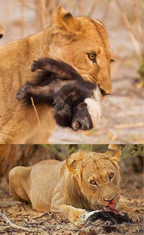 娛樂(lè )吃瓜醬動(dòng)物