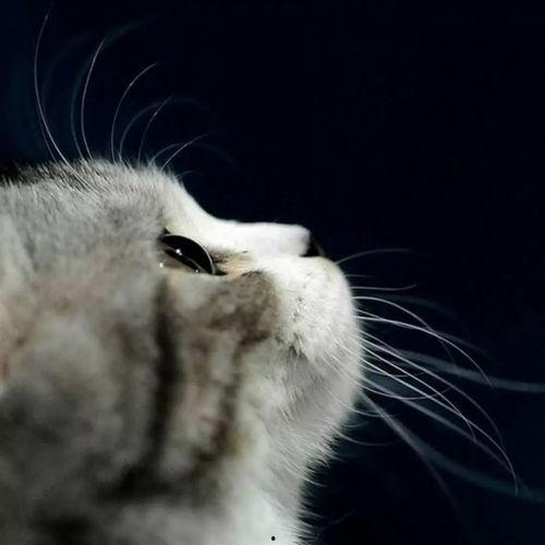 娛樂(lè )吃瓜貓捉鳥(niǎo)是真的嗎,娛樂(lè )吃瓜貓捉鳥(niǎo)事件，真相究竟如何？