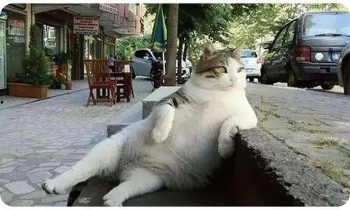 娛樂(lè )吃瓜貓捉鳥(niǎo)是真的嗎,娛樂(lè )吃瓜貓捉鳥(niǎo)事件，真相究竟如何？