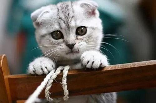 娛樂(lè )吃瓜君和折耳貓后續,一場(chǎng)跨界奇遇記