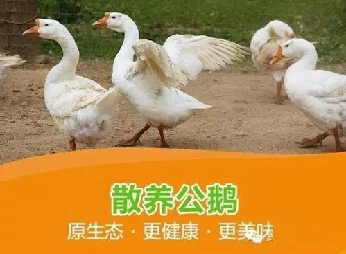 八鵝吃瓜菌娛樂(lè )圈,娛樂(lè )圈風(fēng)云錄