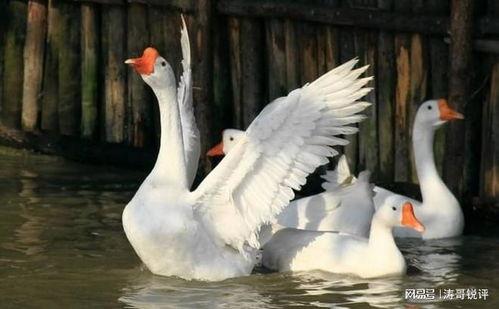 八鵝吃瓜菌娛樂(lè )圈,娛樂(lè )圈風(fēng)云錄