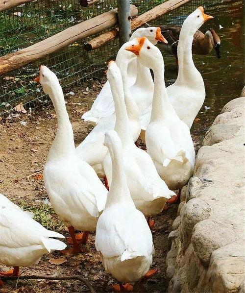 八鵝吃瓜菌娛樂(lè )圈,娛樂(lè )圈風(fēng)云錄