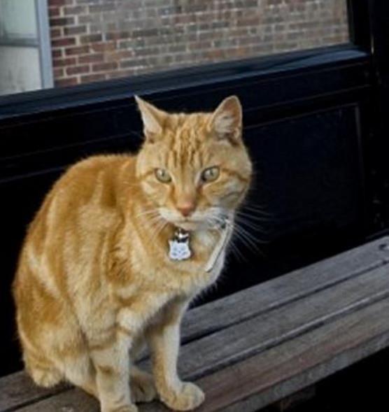 娛樂(lè )吃瓜醬小貓坐公交車(chē),萌寵坐公交，趣味橫生一幕