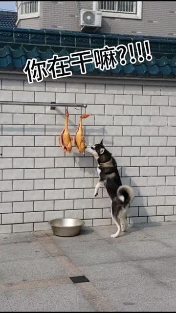 娛樂(lè )吃瓜醬送小狗視頻下載,萌寵來(lái)襲，溫馨瞬間盡收眼底