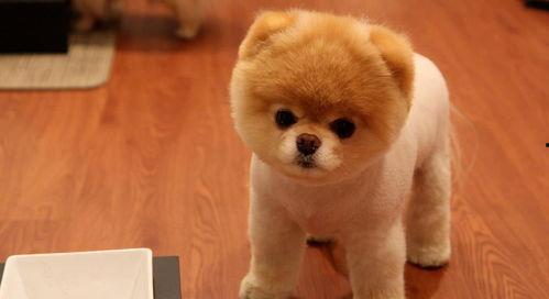 娛樂(lè )吃瓜醬精神撫慰犬,陪你度過(guò)歡樂(lè )時(shí)光的治愈伙伴