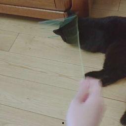 娛樂(lè )吃瓜醬貓咪視頻,萌態(tài)十足，網(wǎng)友直呼“太可愛(ài)了！”