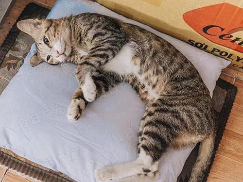 娛樂(lè )吃瓜醬貓咪視頻,萌態(tài)十足，網(wǎng)友直呼“太可愛(ài)了！”