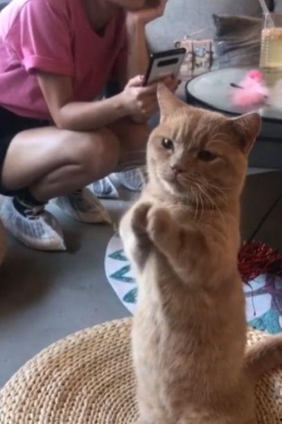 娛樂(lè )吃瓜醬貓咪視頻,萌態(tài)十足，網(wǎng)友直呼“太可愛(ài)了！”