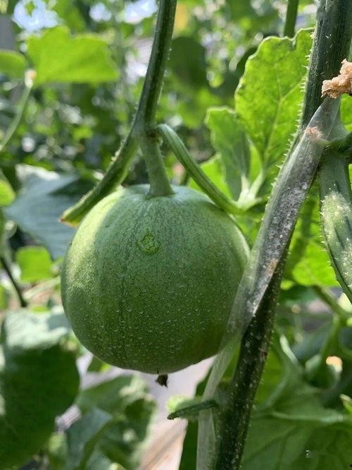 娛樂(lè )吃瓜的瓜,揭秘明星幕后故事