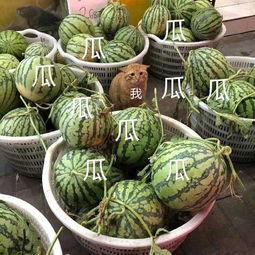 娛樂(lè )吃瓜的瓜,揭秘明星幕后故事