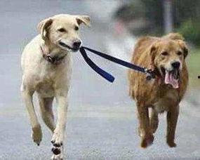 娛樂(lè )吃瓜醬遛狗小說(shuō)下載,小說(shuō)世界里的歡樂(lè )與溫情