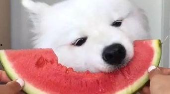 娛樂(lè )吃瓜醬薩摩耶,揭秘娛樂(lè )圈那些不為人知的幕后故事