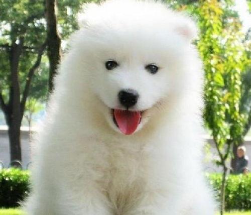 娛樂(lè )吃瓜醬薩摩耶,揭秘娛樂(lè )圈那些不為人知的幕后故事