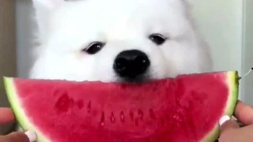 娛樂(lè )吃瓜醬薩摩耶,揭秘娛樂(lè )圈那些不為人知的幕后故事